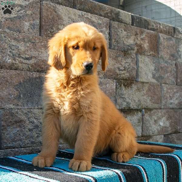 Andy, Golden Retriever Puppy